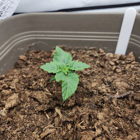 Gelato growlog timeline photo