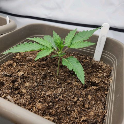 Banana growlog timeline photo