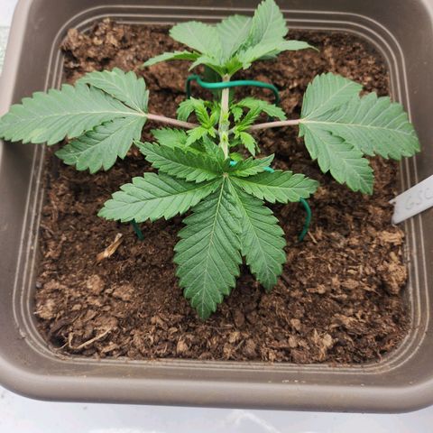 Girly growlog timeline photo
