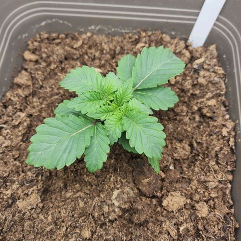 Gelato growlog timeline photo