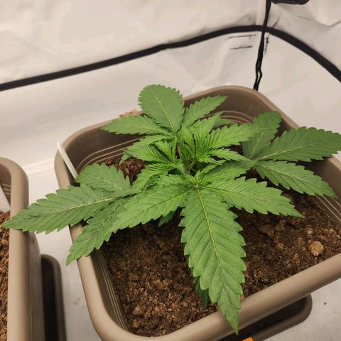 Banana growlog timeline photo