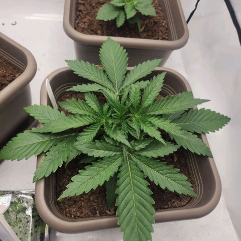 Banana growlog timeline photo