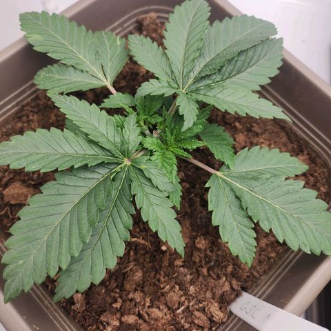 Girly growlog timeline photo