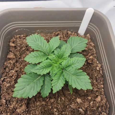 Gelato growlog timeline photo