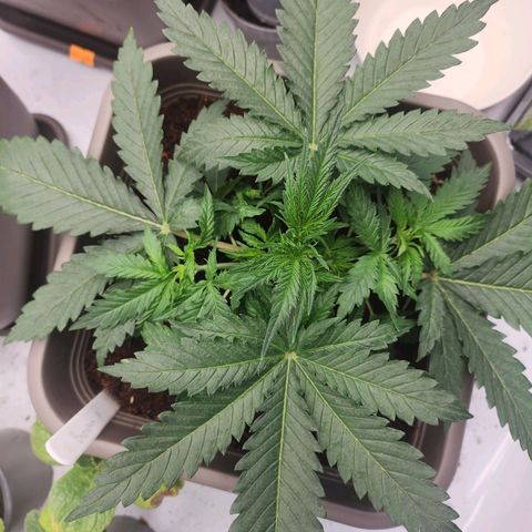 Banana growlog timeline photo