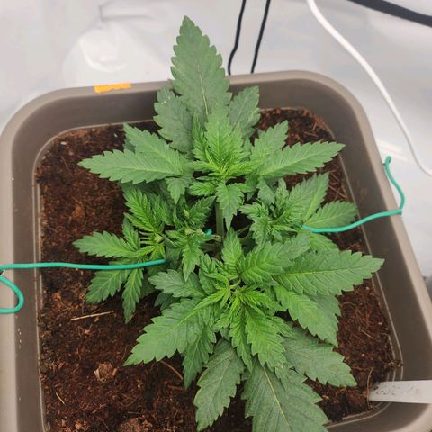 Girly growlog timeline photo