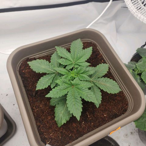 Gelato growlog timeline photo