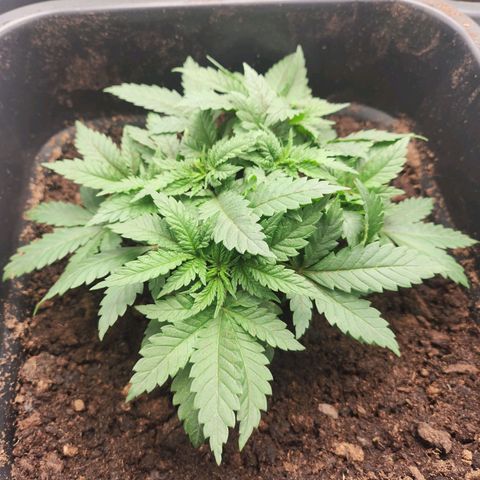 Girly growlog timeline photo