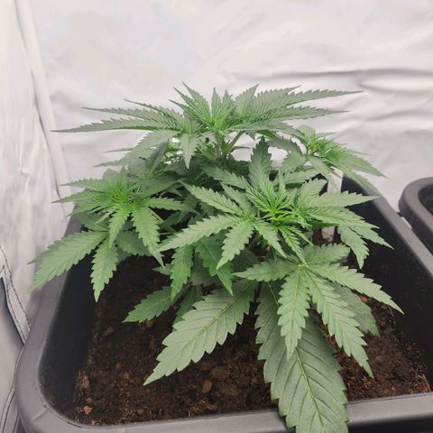 Banana growlog timeline photo