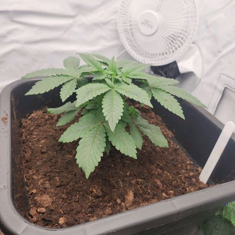 Gelato growlog timeline photo