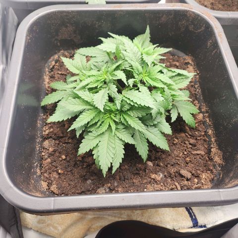 Girly growlog timeline photo