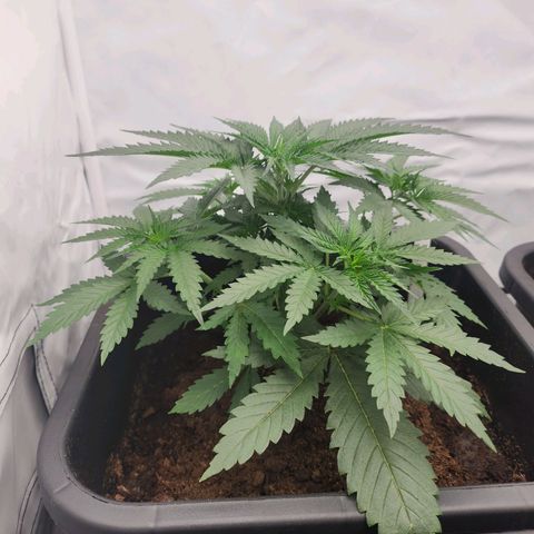 Banana growlog timeline photo