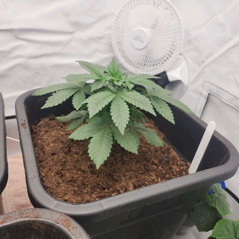 Gelato growlog timeline photo