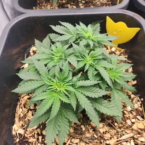 Girly growlog timeline photo