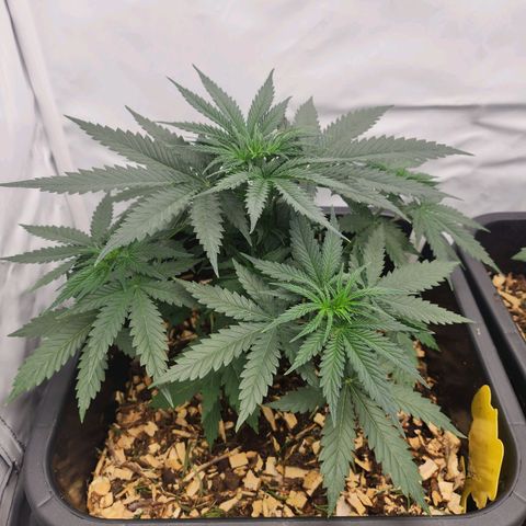 Banana growlog timeline photo