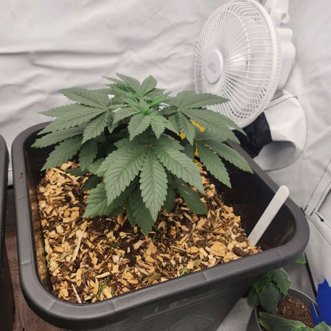 Gelato growlog timeline photo