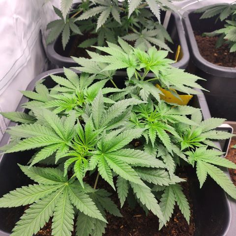 Girly growlog timeline photo