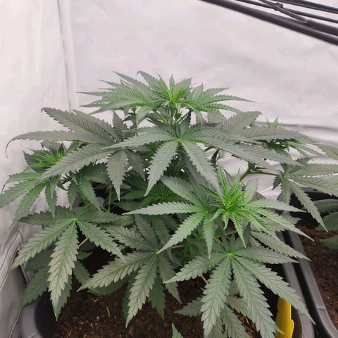 Banana growlog timeline photo