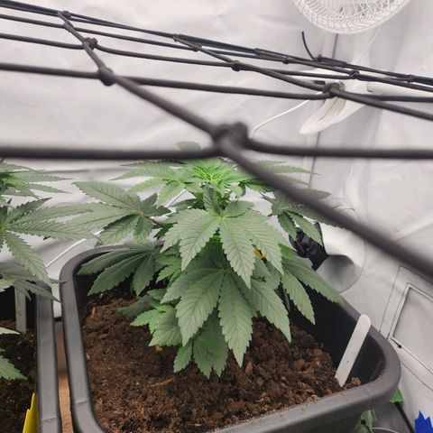 Gelato growlog timeline photo