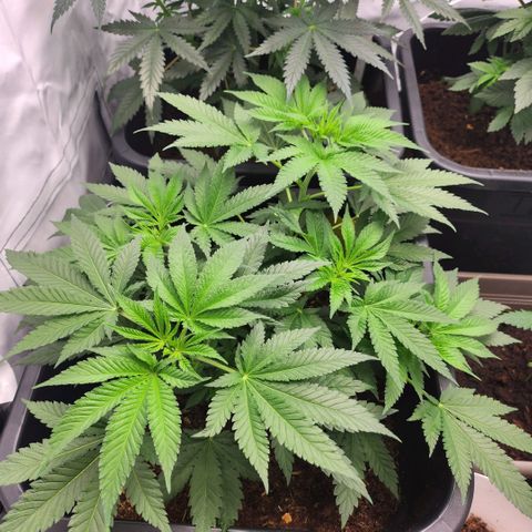 Girly growlog timeline photo