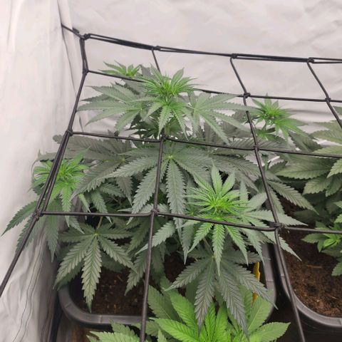 Banana growlog timeline photo