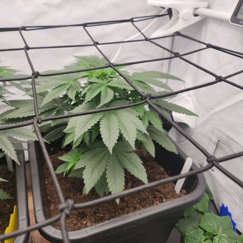 Gelato growlog timeline photo