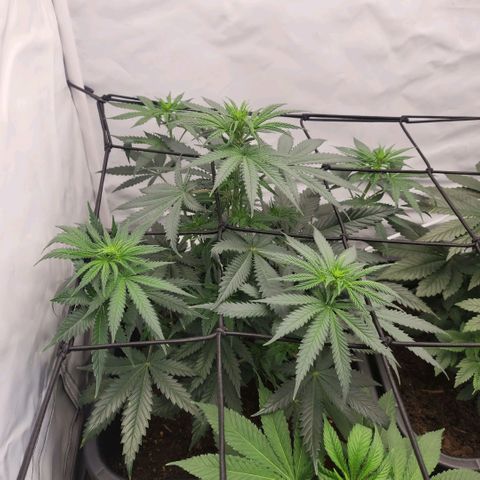 Banana growlog timeline photo