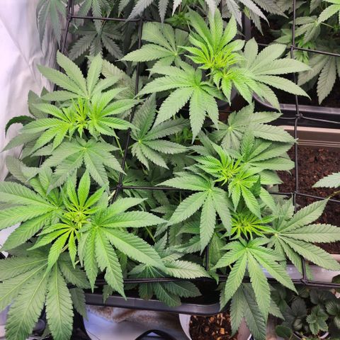Girly growlog timeline photo