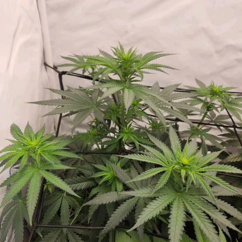 Banana growlog timeline photo