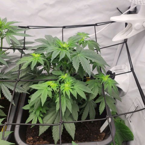 Gelato growlog timeline photo