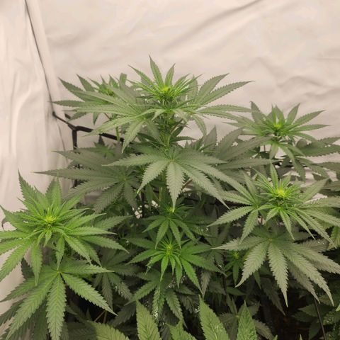 Banana growlog timeline photo