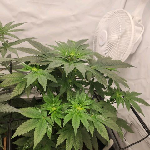 Gelato growlog timeline photo