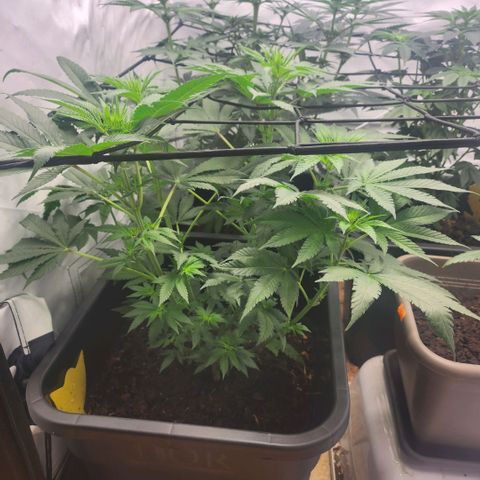 Girly growlog timeline photo