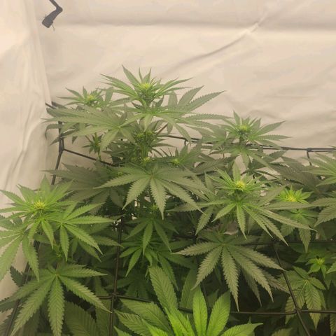 Banana growlog timeline photo
