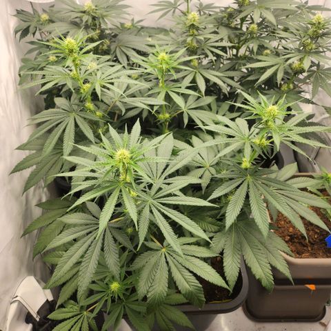 Girly growlog timeline photo