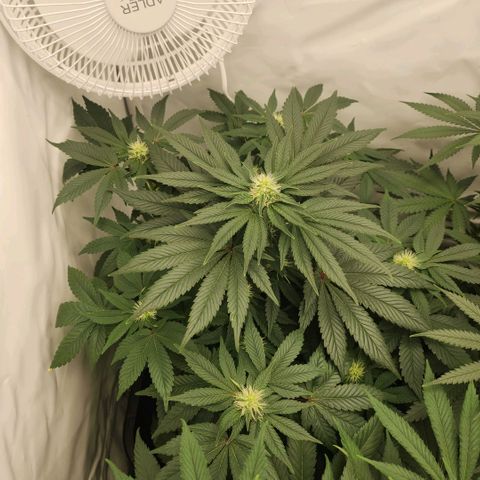 Gelato growlog timeline photo