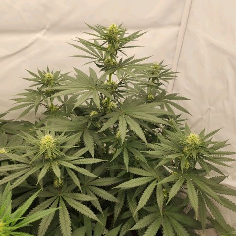 Banana growlog timeline photo