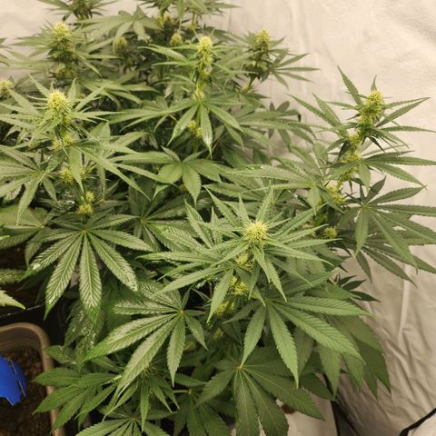 Girly growlog timeline photo