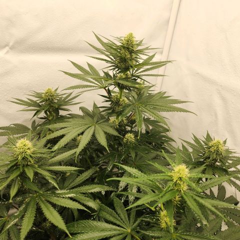 Banana growlog timeline photo