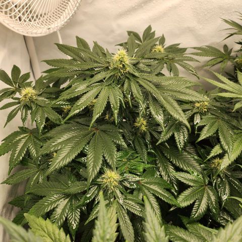 Gelato growlog timeline photo
