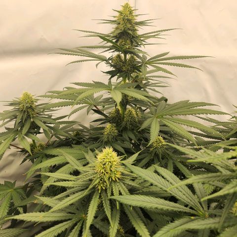 Banana growlog timeline photo