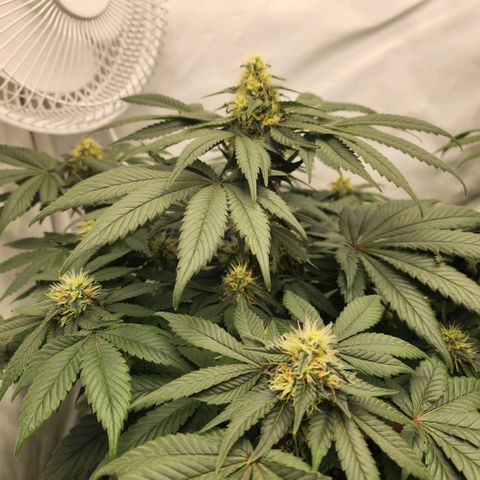 Gelato growlog timeline photo