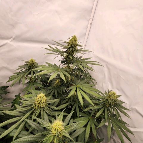 Banana growlog timeline photo