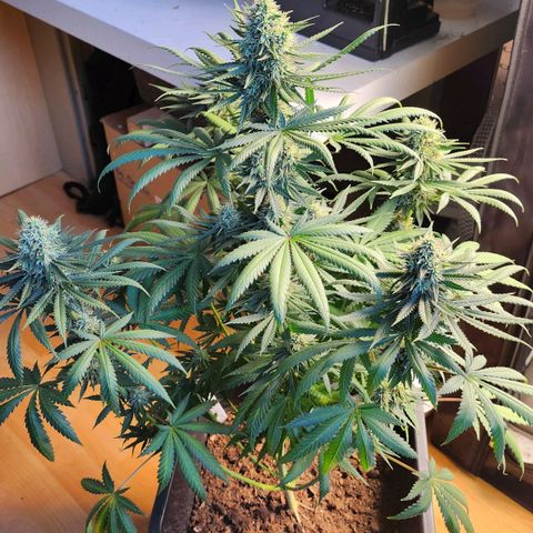 Banana growlog timeline photo