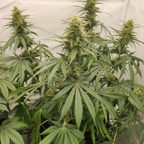 Girly growlog timeline photo