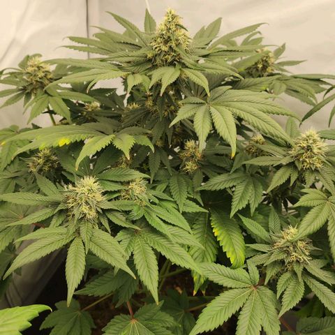 Gelato growlog timeline photo