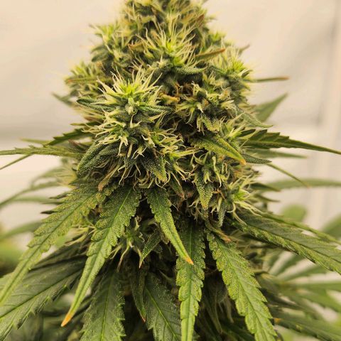 Banana growlog timeline photo