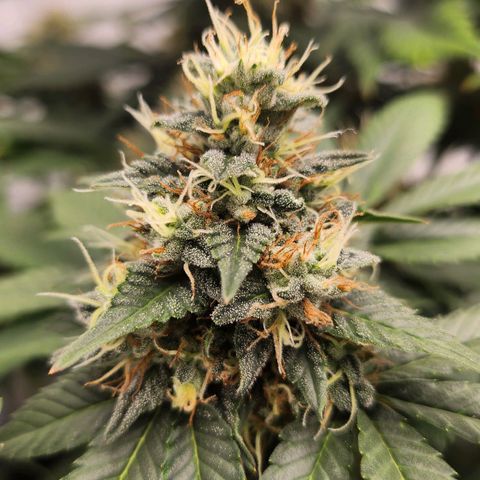 Gelato growlog timeline photo