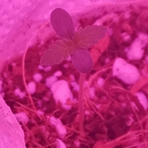 Sofia growlog timeline photo