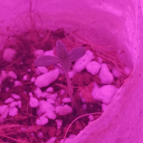 Athenas growlog timeline photo